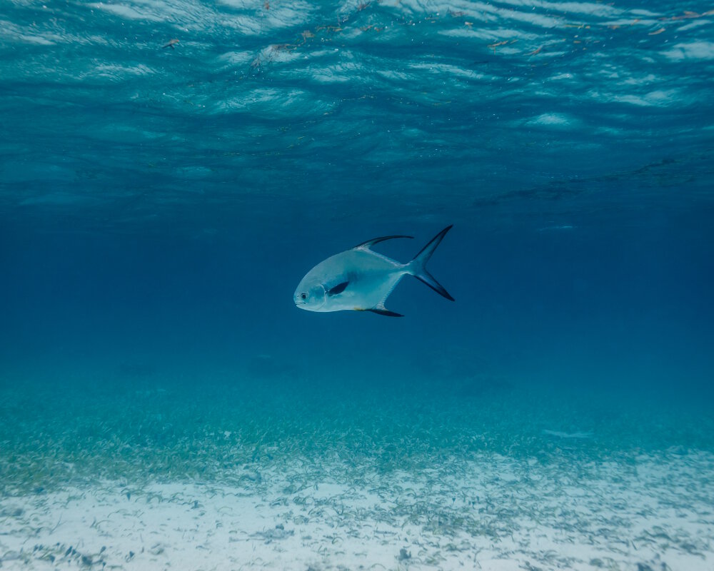 Le pompaneau plume (Trachinotus falcatus)