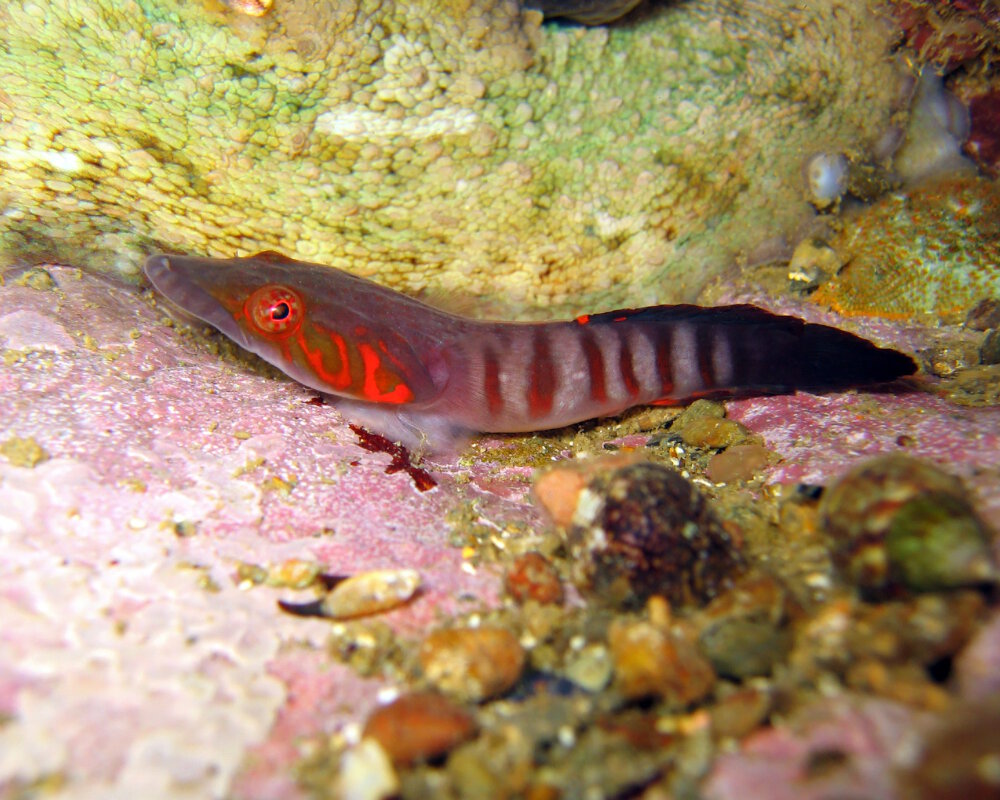 Le porte écuelle de Candolle (Lepadogaster candolii)