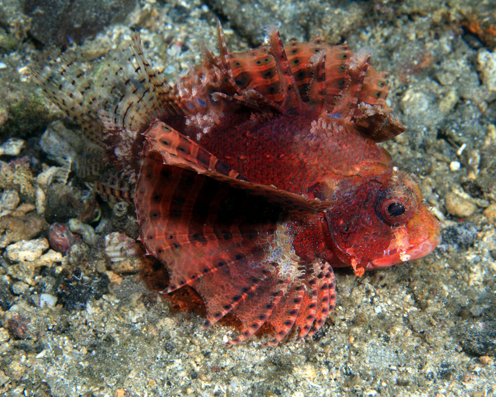 The shortfin lionfish (Dendrochirus brachypterus)