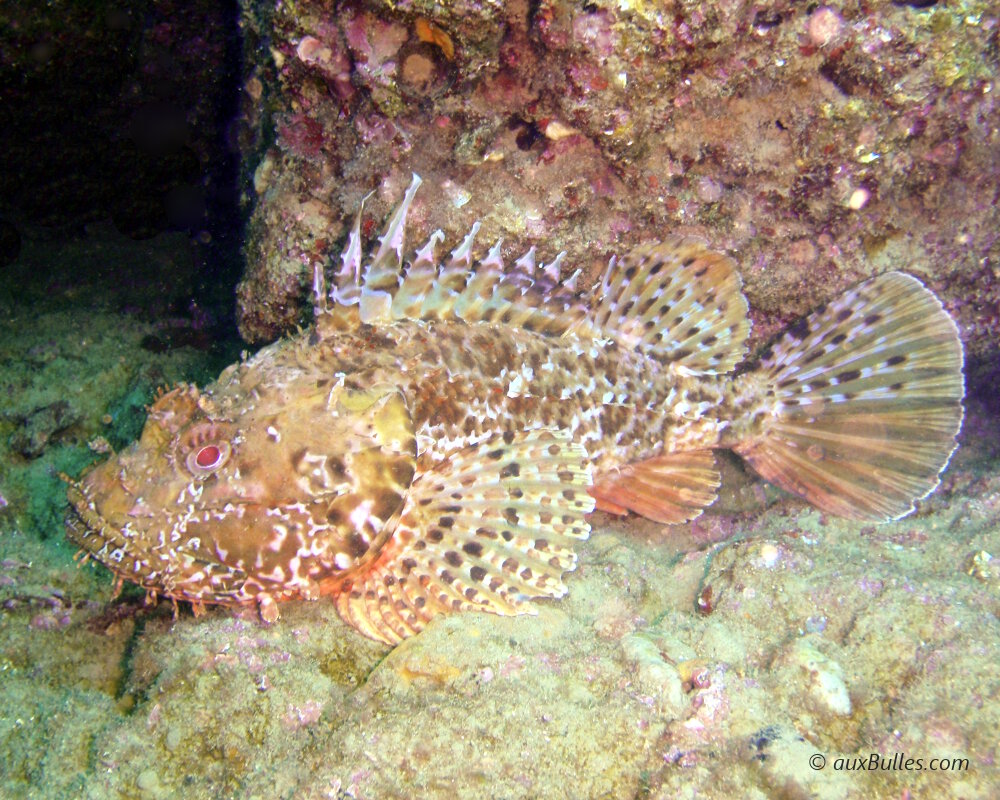 La rascasse brune (Scorpaena porcus) La rascasse brune (Scorpaena porcus)