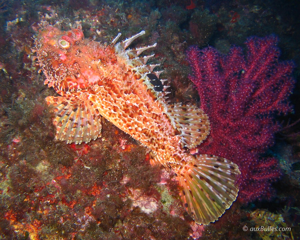 La rascasse rouge ou chapon (Scorpaena scrofa) La rascasse rouge ou chapon (Scorpaena scrofa)