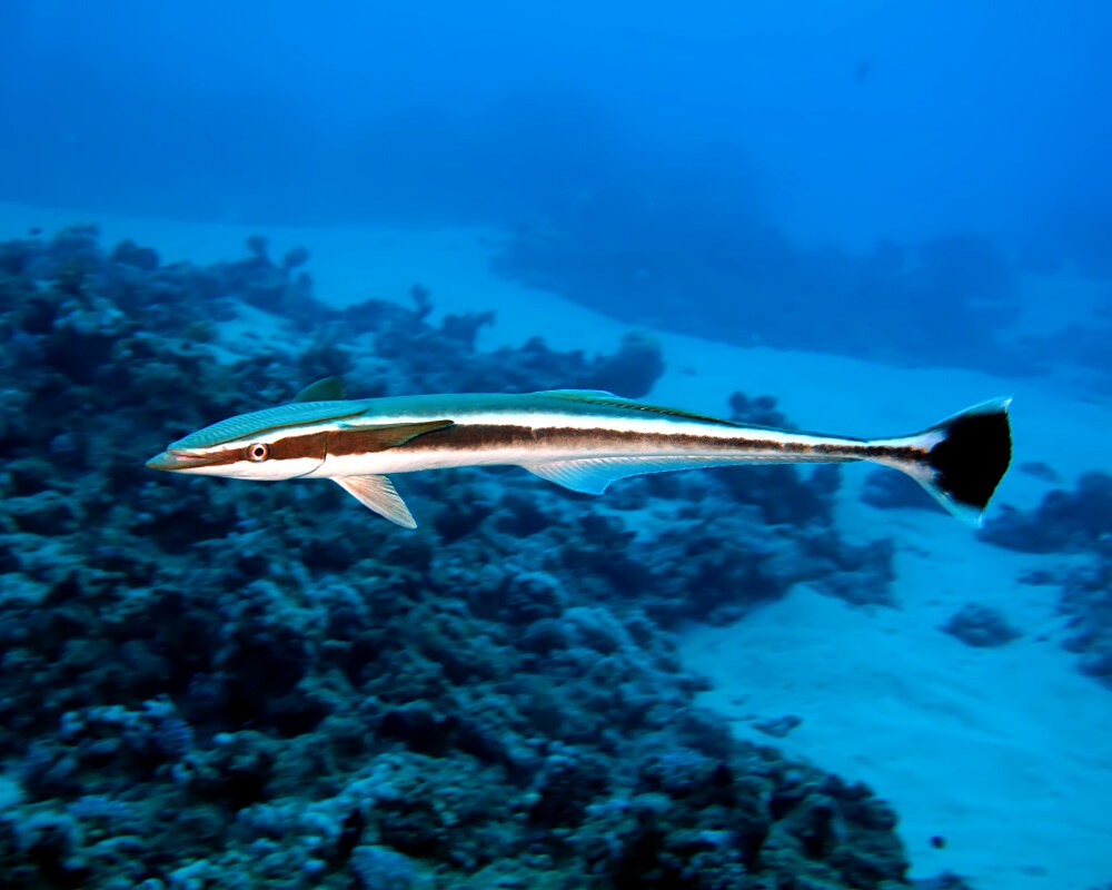 Le rémora rayé (Echeneis naucrates)