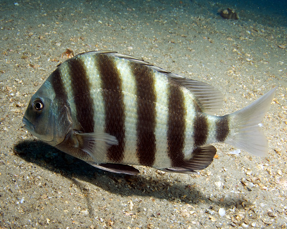 Le rondeau mouton (Archosargus probatocephalus)