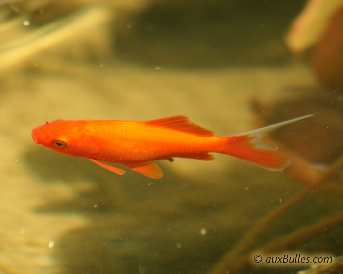 Poisson rouge et la qualité d'eau