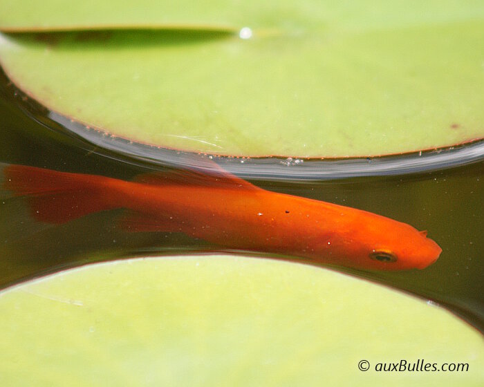Les poissons rouges profitent des feuilles de nénuphar pour s'abriter des rayons du soleil au plus chaud de la journée.
