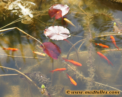 L'entretien de votre bassin de jardin