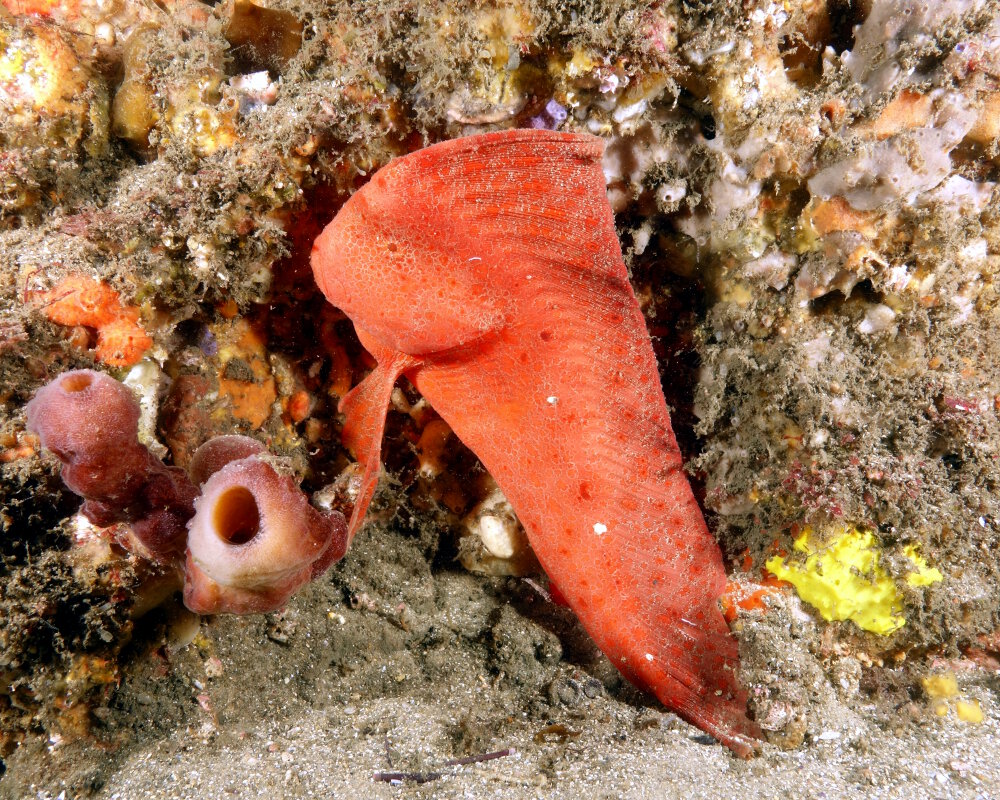 Le poisson rouge indien (Pataecus fronto) Le poisson rouge indien (Pataecus fronto)