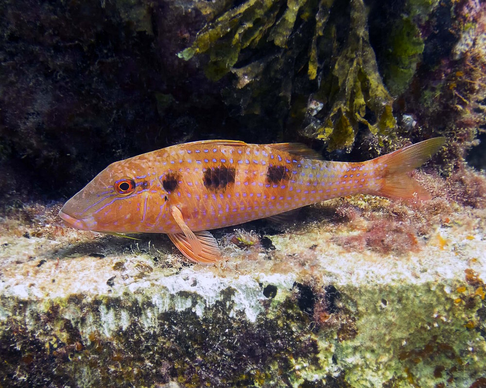 The spotted goatfish (Pseudupeneus maculatus) The spotted goatfish (Pseudupeneus maculatus)
