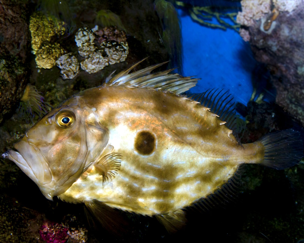 Le poisson Saint Pierre (Zeus faber)