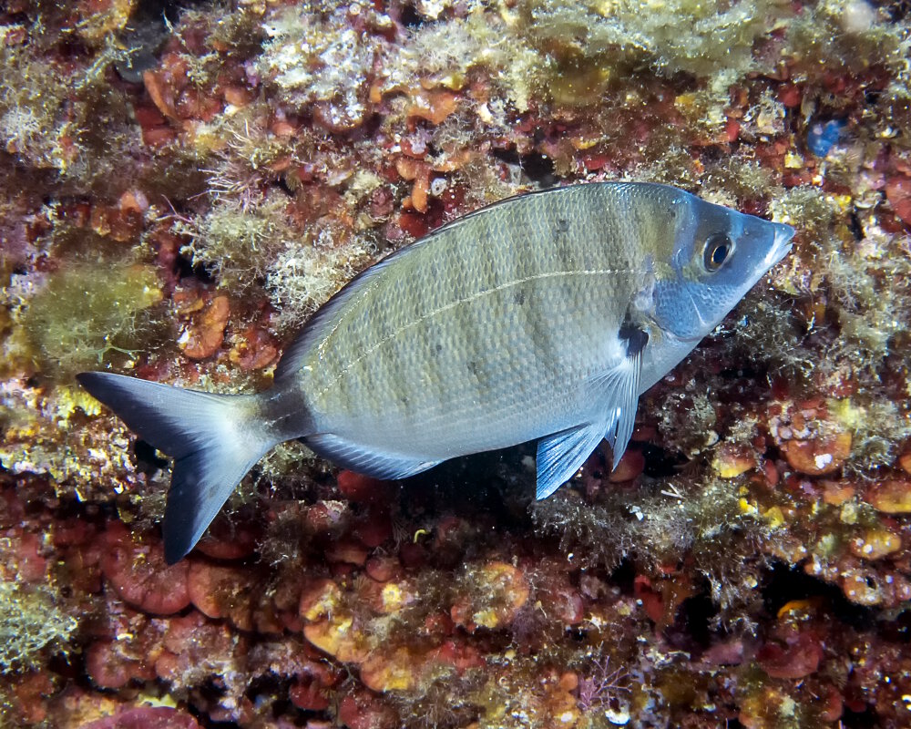 Le sar commun ou sargue (Diplodus sargus)