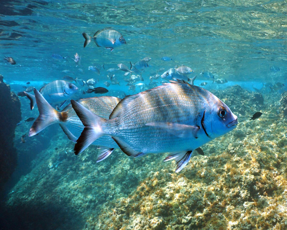 Le sar commun ou sargue (Diplodus sargus)