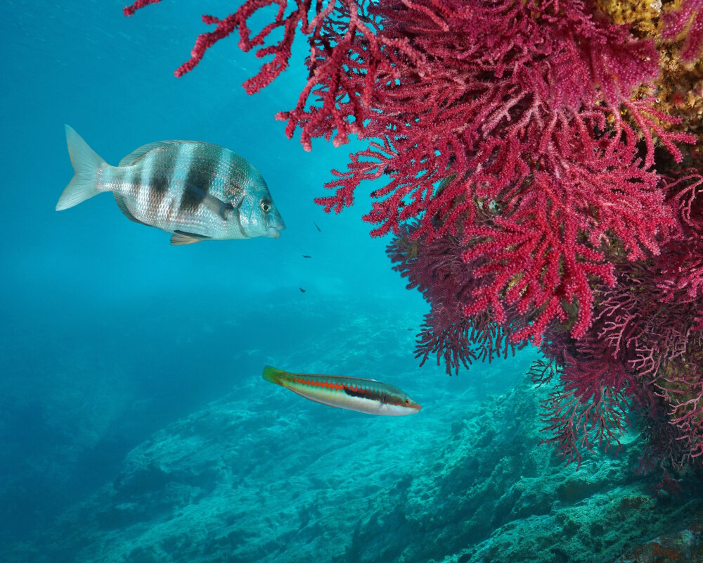 Le sar tambour (Diplodus cervinus)
