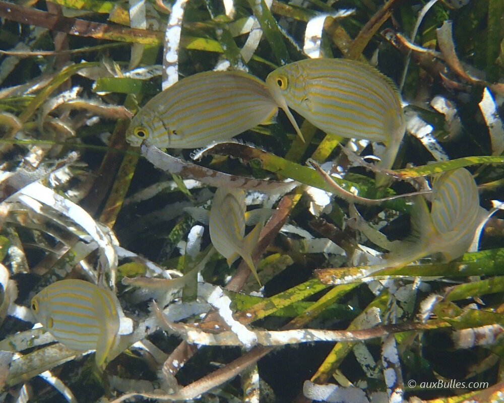 La saupe broute les algues à la surface des feuilles de posidonie