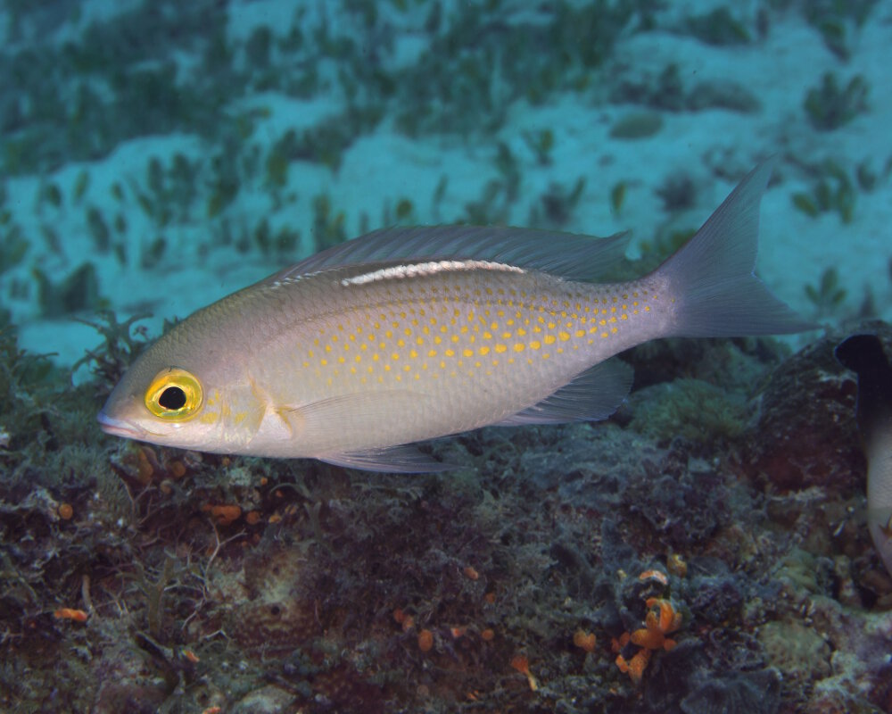 Le scolopsis à taches orange (Scolopsis ciliata) Le scolopsis à taches orange (Scolopsis ciliata)