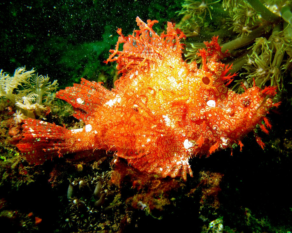 Le poisson scorpion feuillu (Rhinopias frondosa)