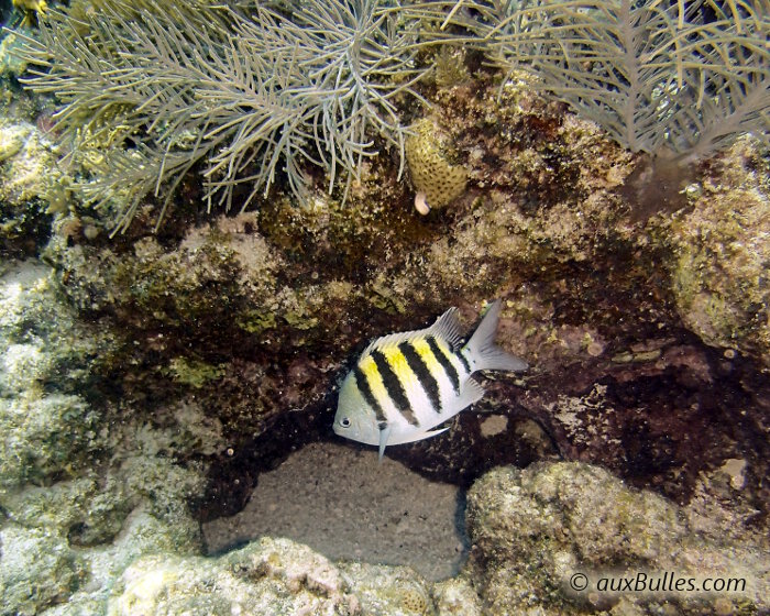 The sergeant major (Abudefduf saxatilis) The sergeant major (Abudefduf saxatilis)