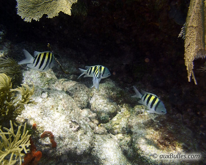 The sergeant major (Abudefduf saxatilis) The sergeant major (Abudefduf saxatilis)