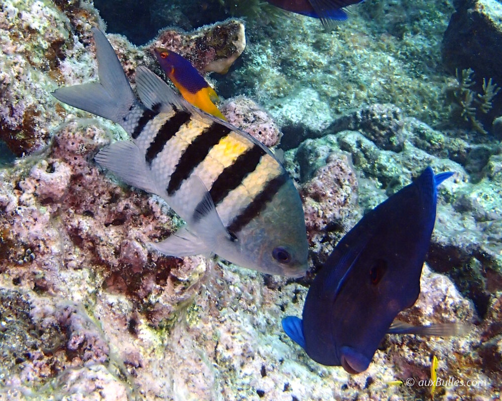 The sergeant major (Abudefduf saxatilis) The sergeant major (Abudefduf saxatilis)