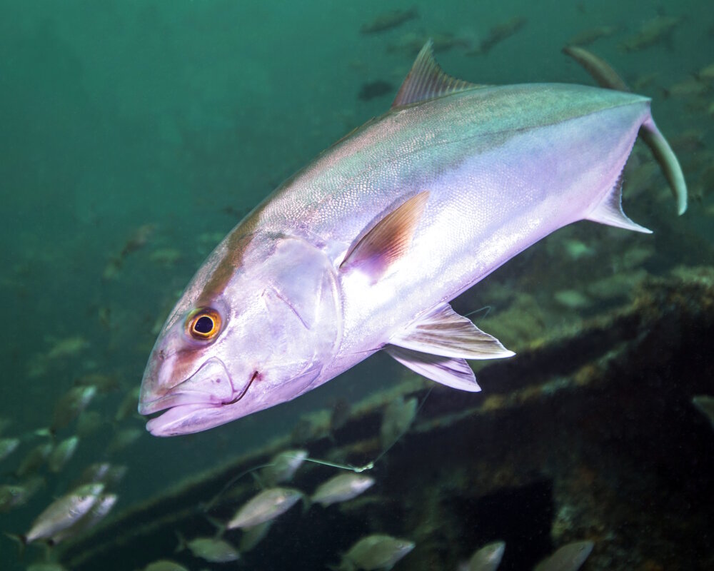 The greater amberjack (Seriola dumerili)