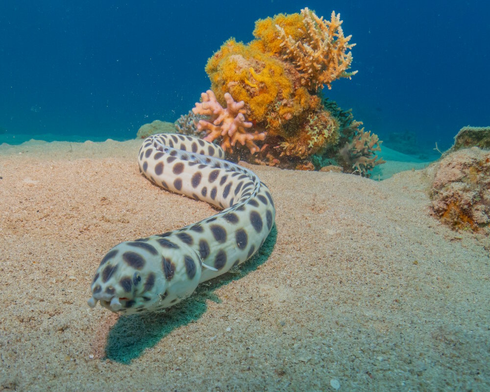 The tiger snake eel (Myrichthys maculosus)