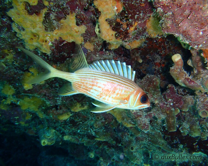 Le poisson soldat à longues épines (Holocentrus rufus)