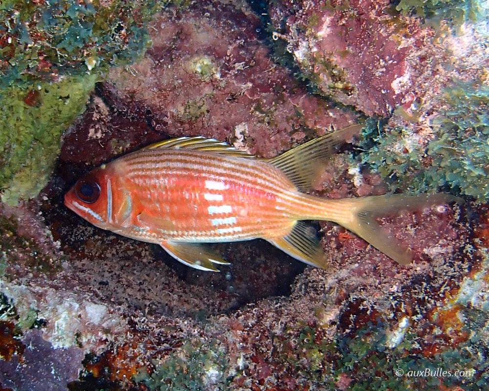 Le poisson soldat à longues épines (Holocentrus rufus)