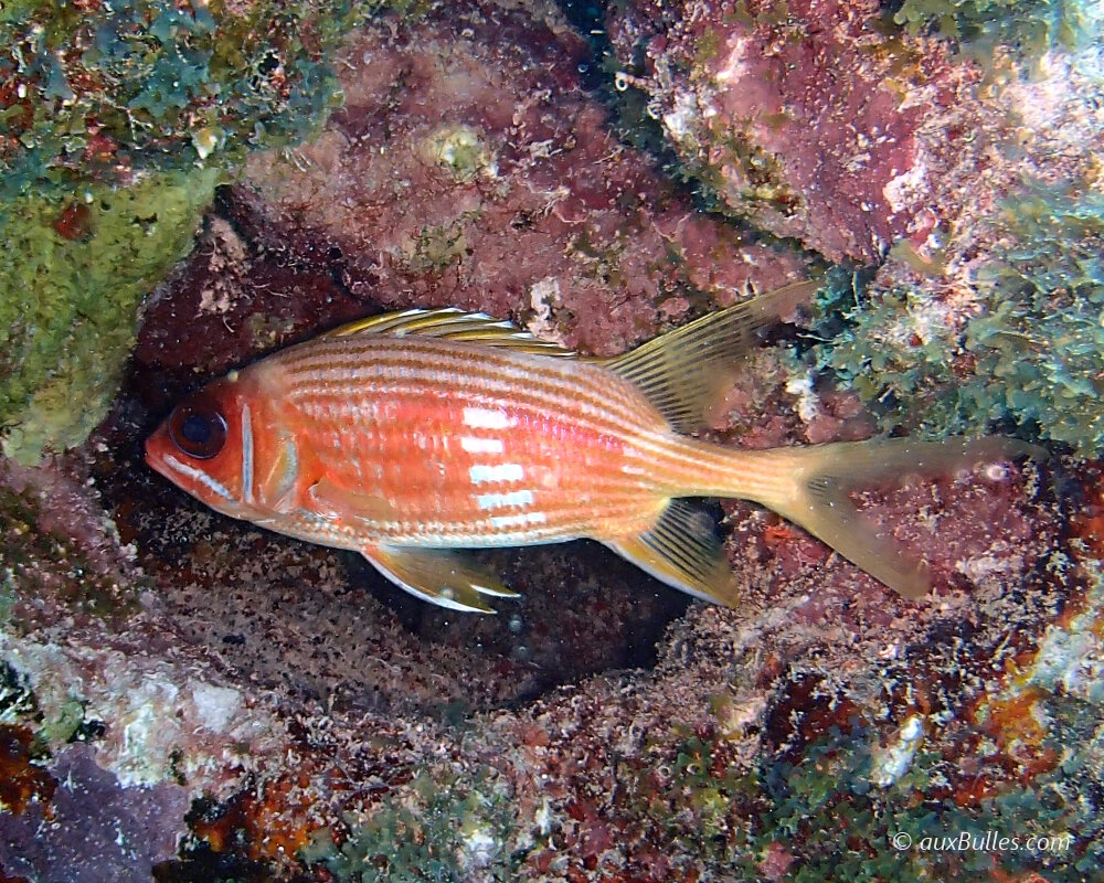 The longspine squirrelfish (Holocentrus rufus) The longspine squirrelfish (Holocentrus rufus)