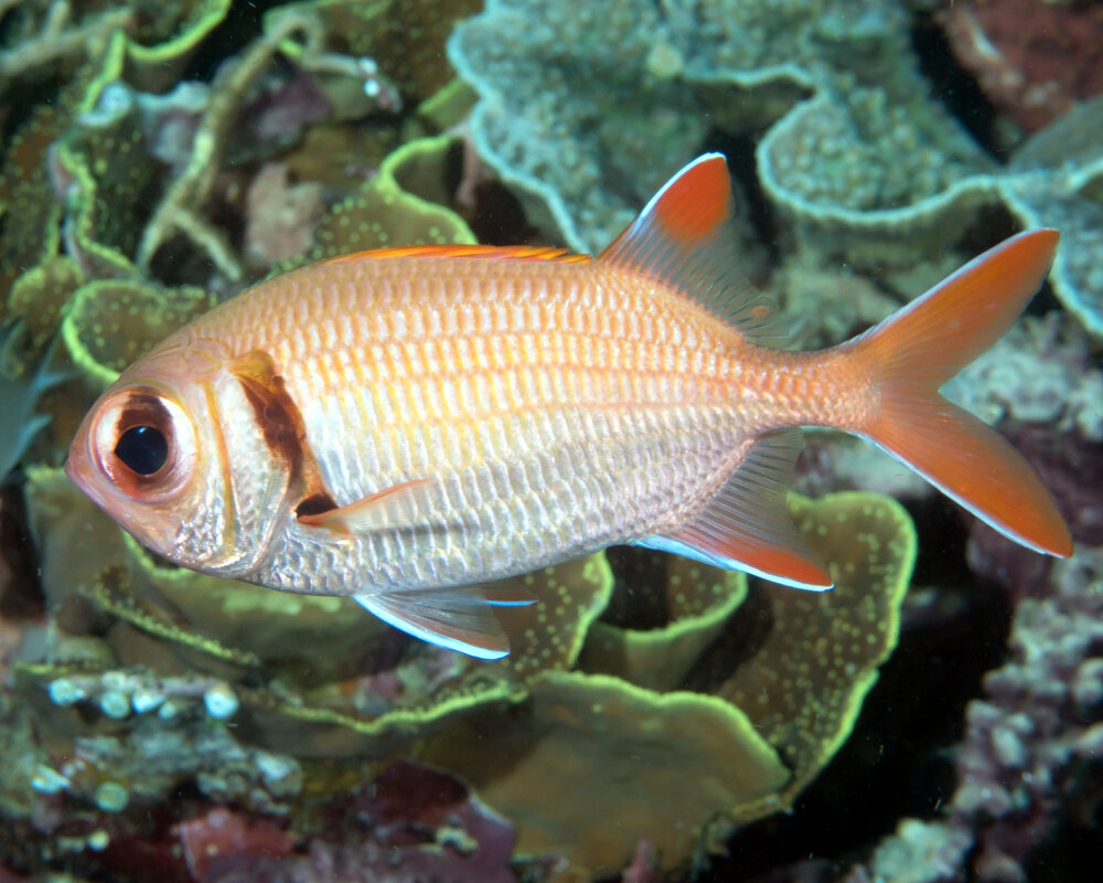 Le poisson soldat pomme de pin (Myripristis murdjan) Le poisson soldat pomme de pin (Myripristis murdjan)