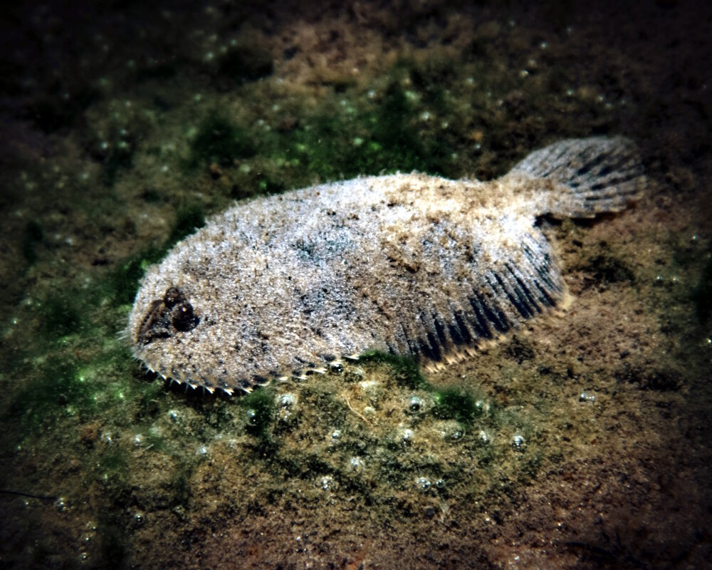 The hogchoker (Trinectes maculatus)