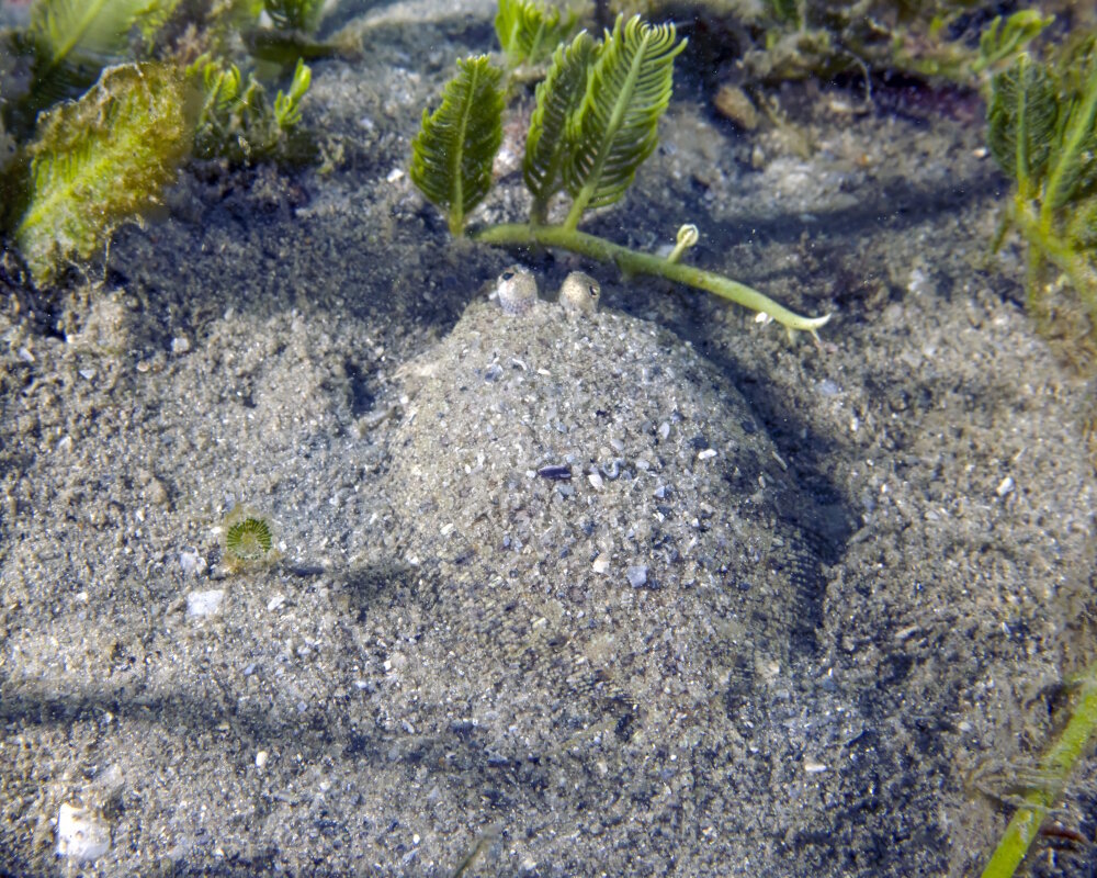 The eyed flounder (Bothus ocellatus) The eyed flounder (Bothus ocellatus)