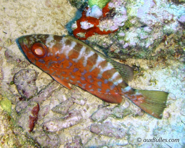 Le soleil caye se distingue par ses yeux proéminents et une couleur rouge vif