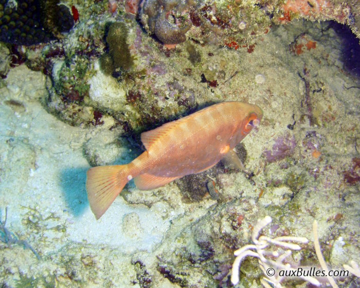 Le soleil caye (Heteropriacanthus cruentatus) Le soleil caye (Heteropriacanthus cruentatus)