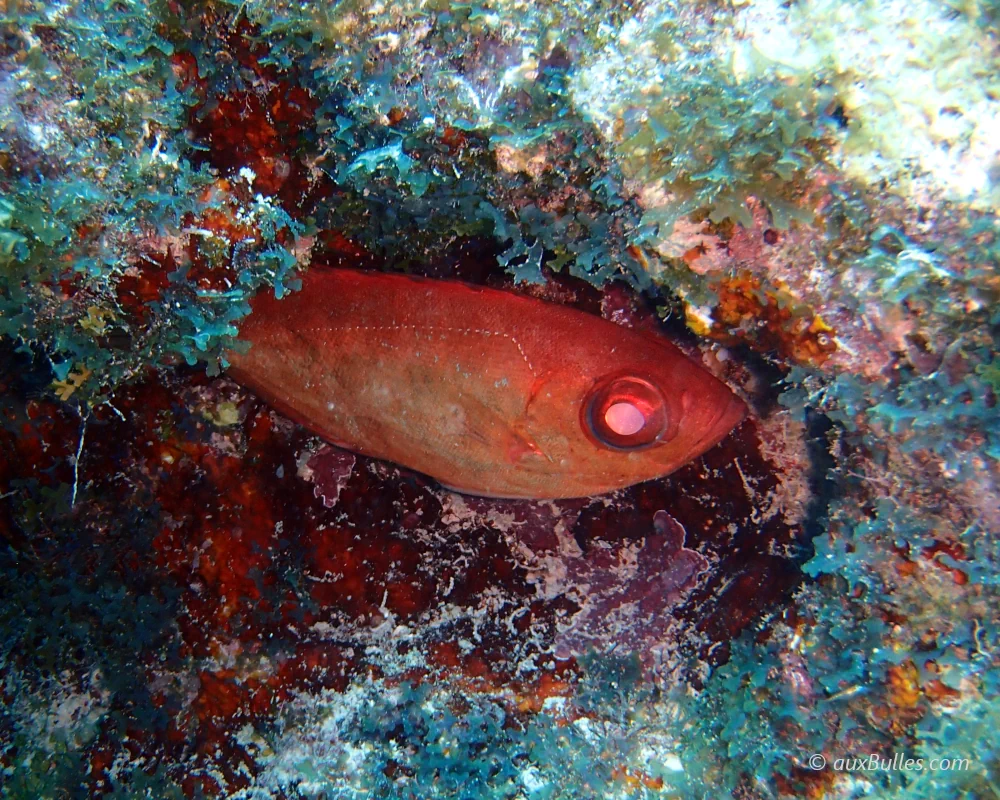 A glasseye snapper (Heteropriacanthus cruentatus) sheltering in a crevice in the coral reef