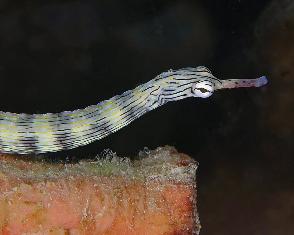 Le syngnathe gribouillé (Corythoichthys intestinalis) Le syngnathe gribouillé (Corythoichthys intestinalis)