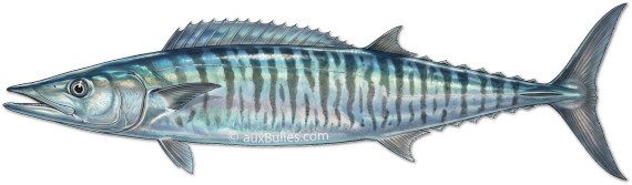 Le thazard bâtard (Acanthocybium solandri) Le thazard bâtard (Acanthocybium solandri)