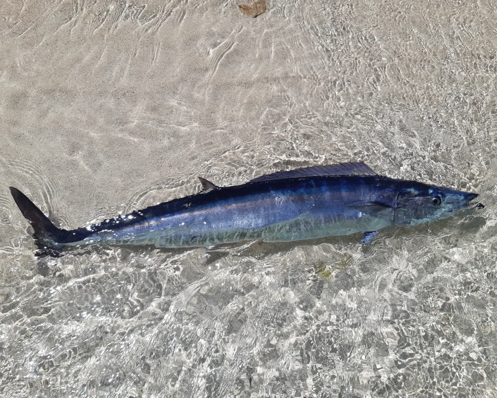 Le thazard bâtard (Acanthocybium solandri) est un grand poisson au corps fuselé et aux flancs argentés barrés de bleu