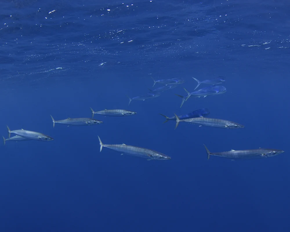 Un petit groupe dispersé de thazards bâtards accompagnés de daurades coryphènes près de la surface