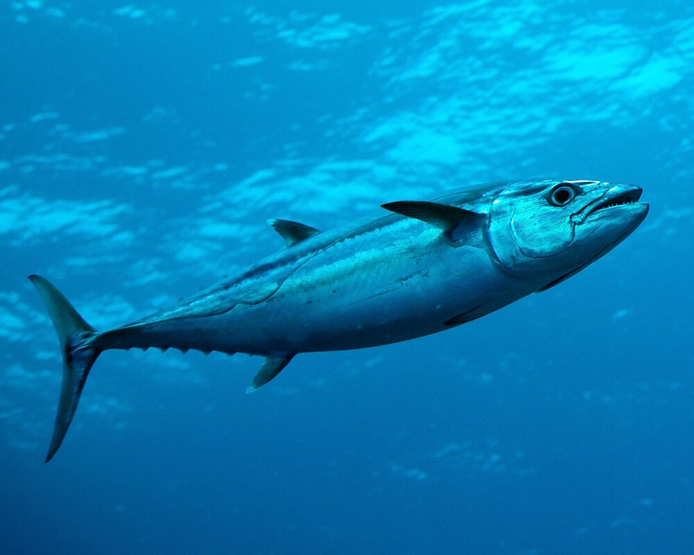 Le thon à dents de chien (Gymnosarda unicolor)