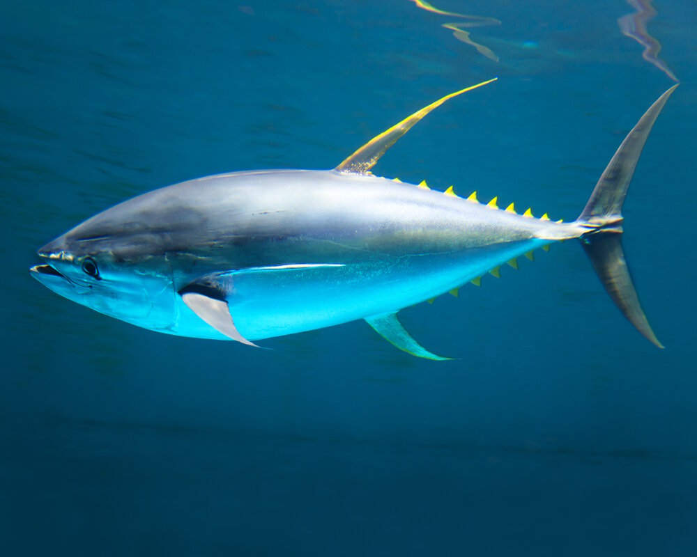 Le thon jaune ou thon albacore (Thunnus albacares)