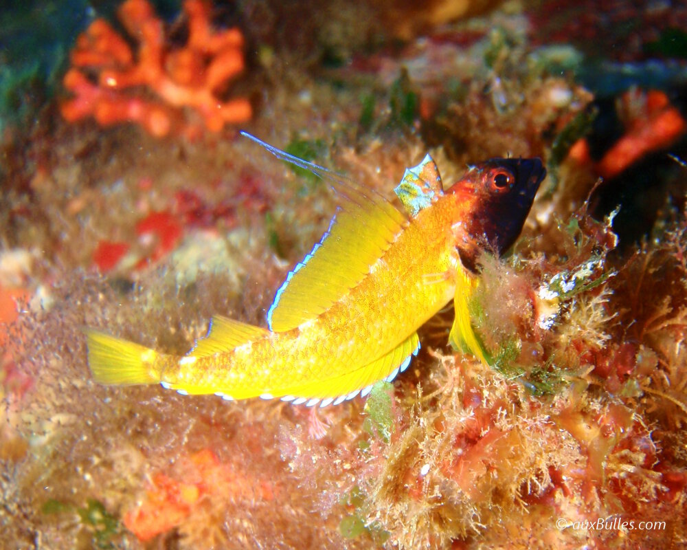 During the breeding season, the male black-faced blenny is distinguished by its black head, yellow body, and a thin blue stripe that adorns its dorsal fins