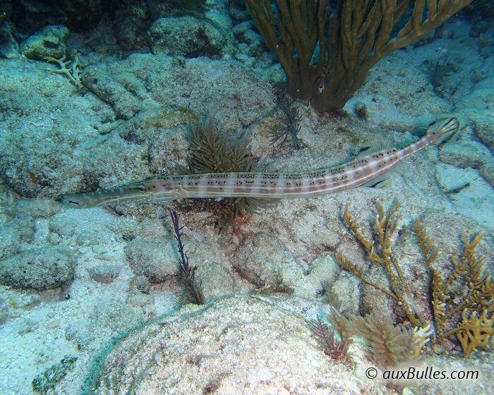 Le poisson trompette présente un corps de forme allongée et filiforme avec sa nageoire dorsale et anale positionnées près de sa queue.