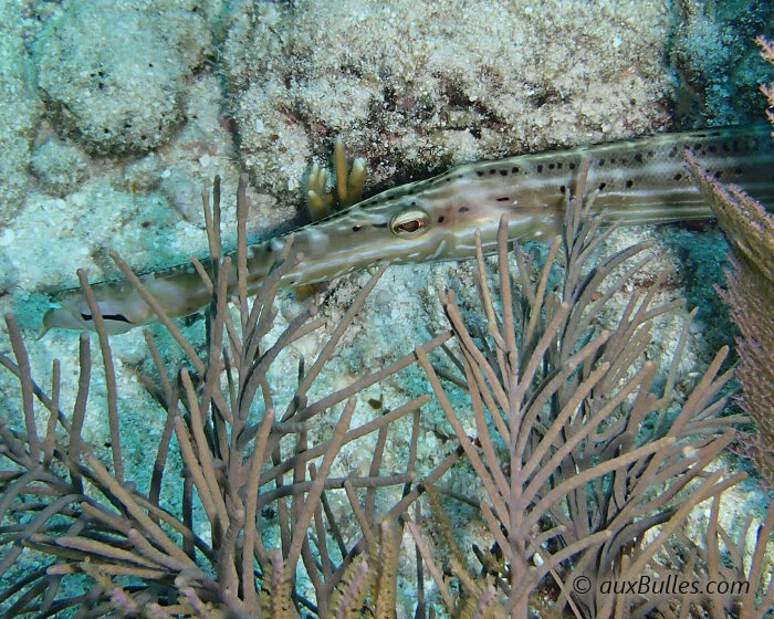 Notez la présence d'un unique petit barbillon sous la lèvre inférieure de la mâchoire du poisson trompette !