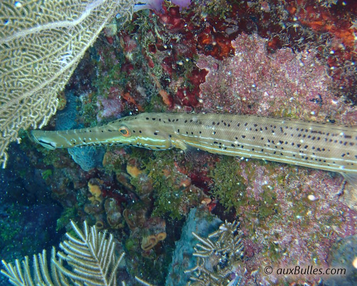 La tête et le corps du poisson trompette sont parsemés d'une multitude de points noirs alignés longitudinalement.