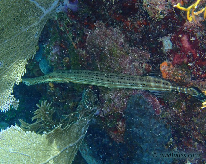 Le poisson trompette se tient immobile en embuscade près à fondre sur les proies qui viennent s'aventurer à proximité immédiate !