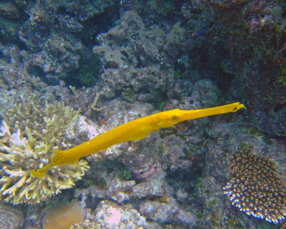 Le poisson trompette chinois (Aulostomus chinensis)