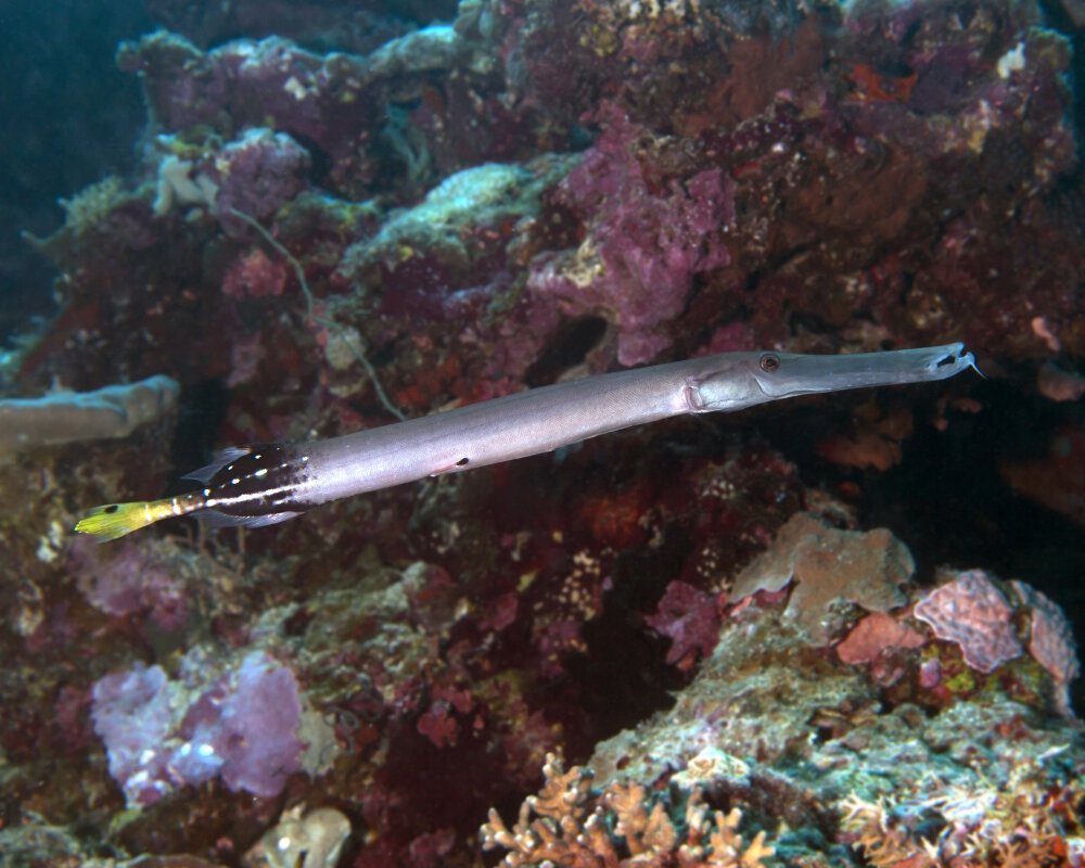 Le poisson trompette chinois (Aulostomus chinensis)