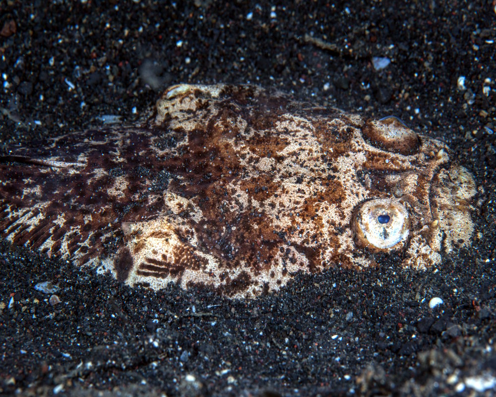 L'uranoscope réticulé (Dactyloscopus foraminosus)