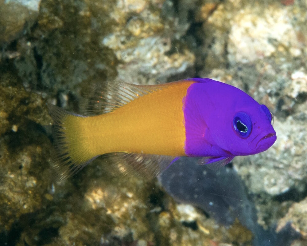 Le vanille fraise (Pictichromis paccagnellorum) Le vanille fraise (Pictichromis paccagnellorum)