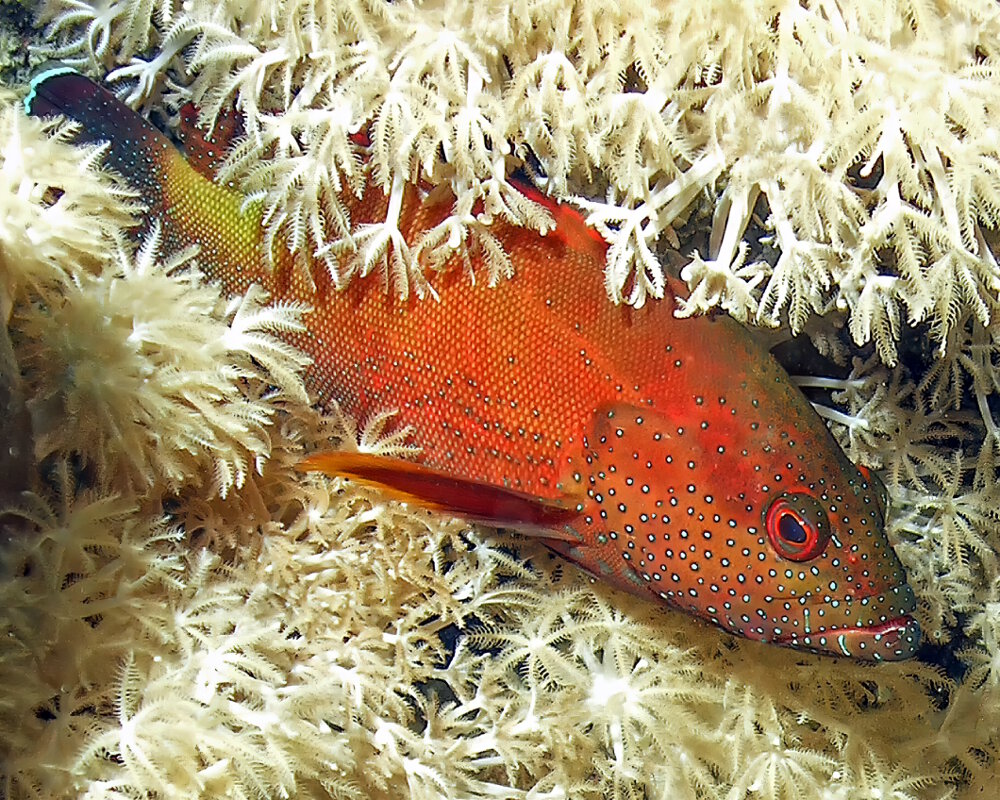 La vieille d’Arabie (Cephalopholis hemistiktos)