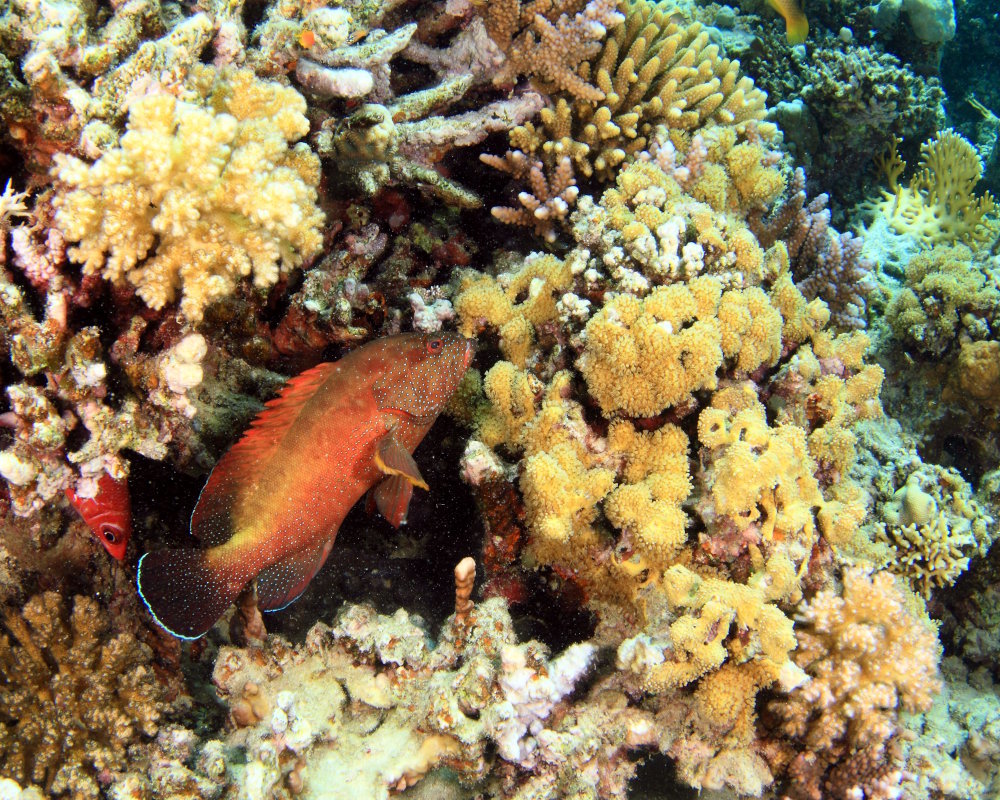 Une vieille d'Arabie (Cephalopholis hemistiktos) cachée dans une anfractuosité du récif corallien, à Marsa Alam, en mer Rouge, en Égypte Une vieille d'Arabie (Cephalopholis hemistiktos) cachée dans une anfractuosité du récif corallien, à Marsa Alam, en mer Rouge, en Égypte